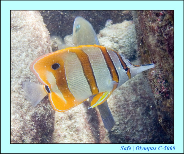 2006 - 07 - Kapas - Plongee N1 - 13